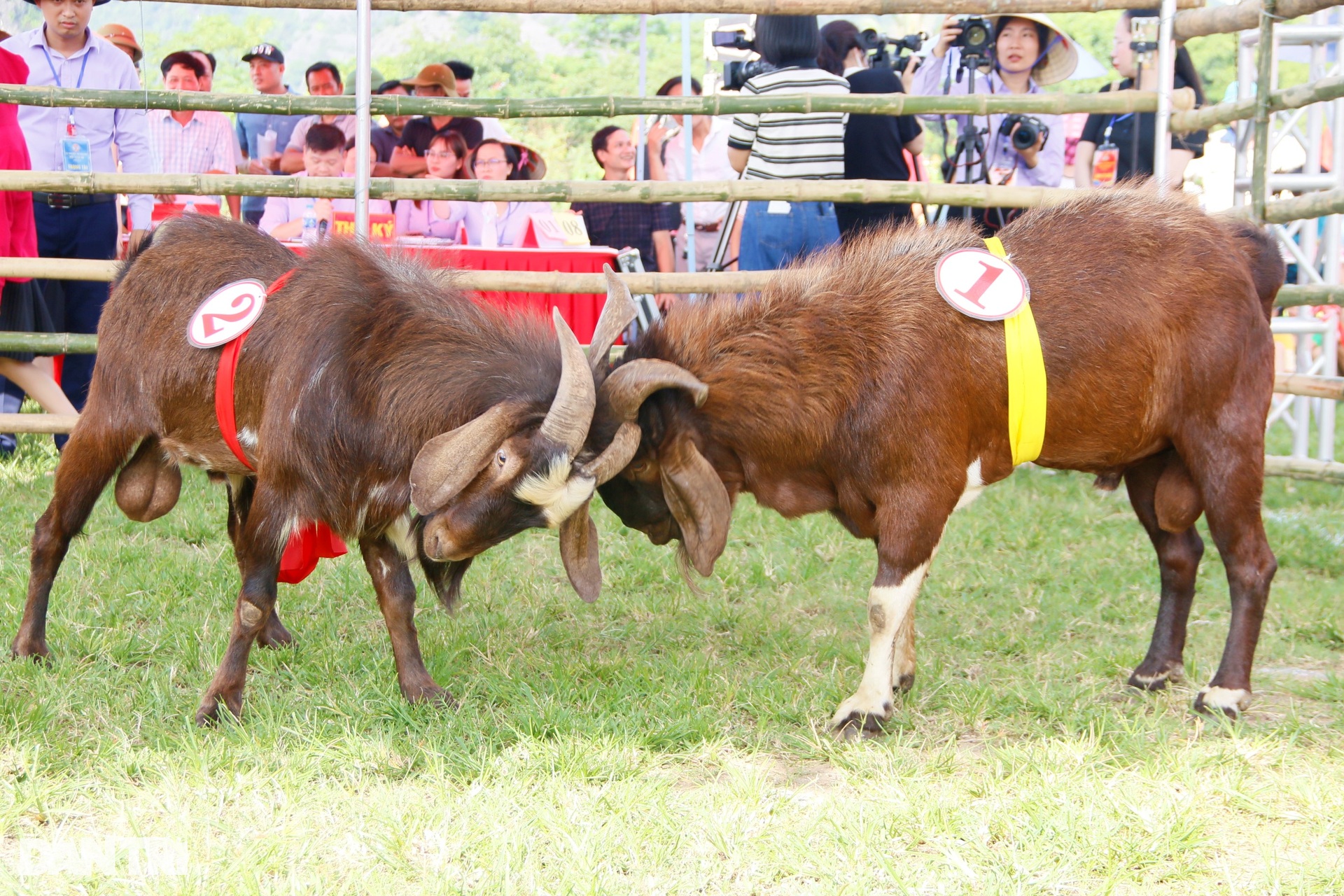 Mãn nhãn hội chọi dê độc đáo ở Ninh Bình - 5