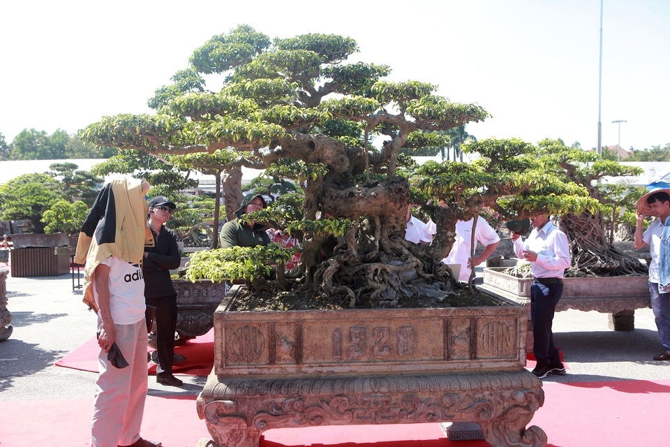 “Siêu cây” của nông dân Thái Bình được trả 10 tỷ đồng vẫn lắc đầu không bán - 4