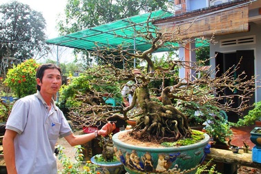 Bỏ thành phố, về quê trồng mai, năm "bỏ túi" 100 triệu đồng