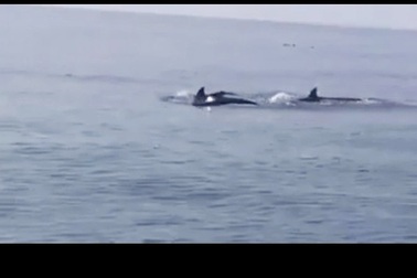 Đàn cá heo xuất hiện ở biển Cửa Đại: Dấu hiệu đáng mừng của môi trường biển