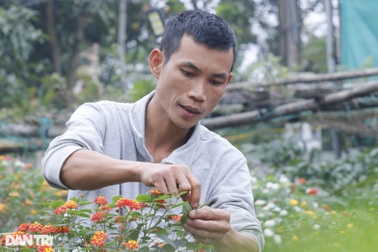 Bỏ việc về trồng hoa dại, vợ chồng trẻ "bỏ túi" hàng trăm triệu đồng