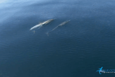 Đâu là eo biển bị gắn mác "khu vực tử thần" với loài cá voi?