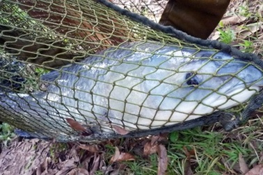 Theo chân các “cần thủ” lên núi săn cá hồ Bầu Lầy