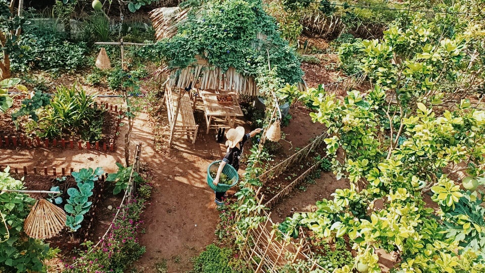 Cô gái bỏ phố về quê làm khu vườn 500m2 tràn ngập rau trái ở Bến Tre - 13 Cô gái bỏ phố về quê làm khu vườn 500m2 tràn ngập rau trái ở Bến Tre - 13