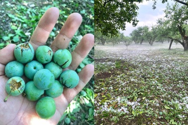 Xót xa vườn mận Mộc Châu tơi tả vì mưa đá, dân lo mận lại đắt "kỷ lục"