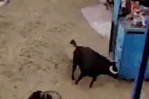 Một bước sai lầm khiến khán giả đứng xem lễ hội bò tót bị thương nặng