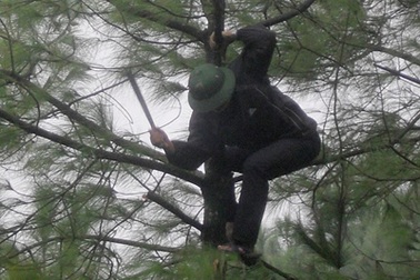 “Hạ sát” thông rừng mùa Noel