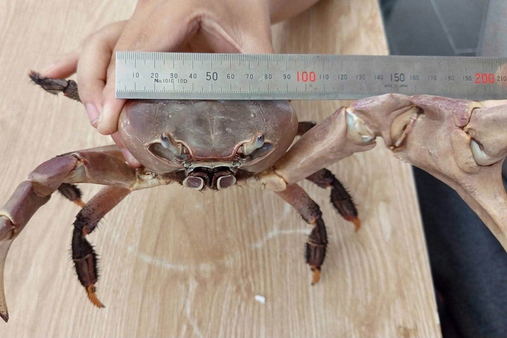 Bắt được cua có sải càng dài gần 30cm, hình dáng giống cua xe tăng - 1