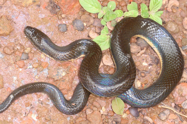 Phát hiện loài rắn mới tại Việt Nam