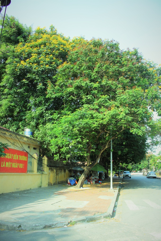 Người dân thành phố hoa phượng đỏ ủng hộ lựa chọn giải pháp bảo đảm an toàn nhưng không “lạm sát” cây xanh - Ảnh 6. Người dân thành phố hoa phượng đỏ ủng hộ lựa chọn giải pháp bảo đảm an toàn nhưng không “lạm sát” cây xanh - Ảnh 6.