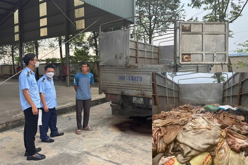 Bắt giữ gần 5 tấn da trâu, bò không rõ nguồn gốc - 1 Bắt giữ gần 5 tấn da trâu, bò không rõ nguồn gốc - 1