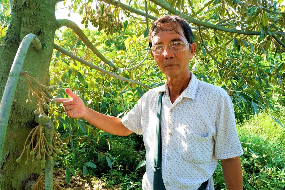 Lão nông Bến Tre thu nhập hơn nửa tỷ đồng/năm nhờ cây giống lạ - 1 Lão nông Bến Tre thu nhập hơn nửa tỷ đồng/năm nhờ cây giống lạ - 1