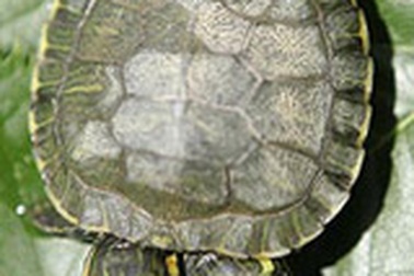 Nhật Bản phát hiện rùa hai đầu tai đỏ cực hiếm