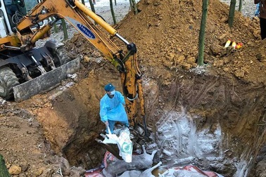 Chăn nuôi an toàn sinh học là "vũ khí" chống dịch tả lợn châu Phi