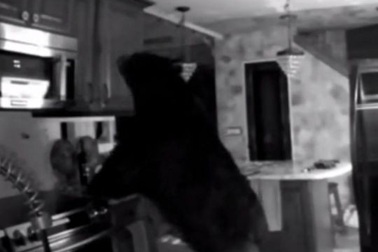 Cụ bà 95 tuổi hai lần tay không đuổi gấu ra khỏi nhà