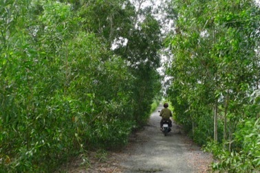 Xử phạt người giết nai rừng U Minh Hạ