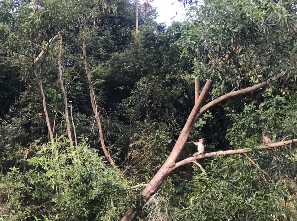 Thưởng ngoạn Sơn Trà, du lịch dã ngoại ngày đầu nghỉ lễ - 4 Thưởng ngoạn Sơn Trà, du lịch dã ngoại ngày đầu nghỉ lễ - 4