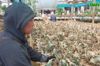 Người trồng hoa bị thiệt hại nặng do mưa lũ