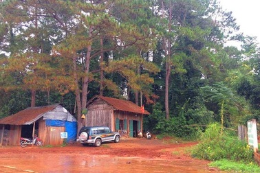 Gỗ "khủng" bị đốn hạ ngay sát... trạm bảo vệ rừng