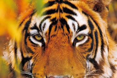 Người Á Đông "thần tượng" hổ, vì sao?