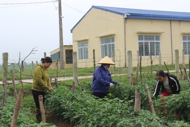 Lắp "mắt thần" canh giữ ruộng rau!