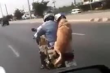 Chó cũng đội mũ bảo hiểm như người