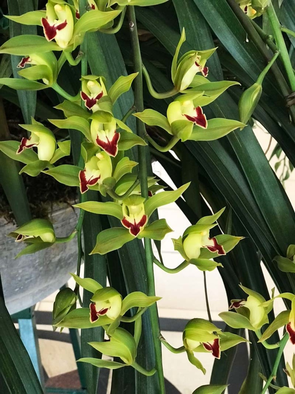 Ôm giấc mộng vua Trần, anh nông dân thu 7 tỷ đồng mùa Tết - 4 Ôm giấc mộng vua Trần, anh nông dân thu 7 tỷ đồng mùa Tết - 4