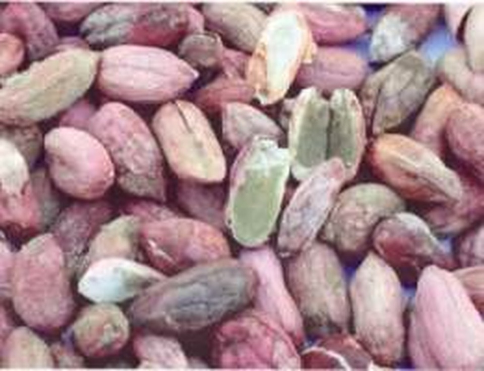 Những chất độc từ thức ăn thực vật - 12 Những chất độc từ thức ăn thực vật - 12
