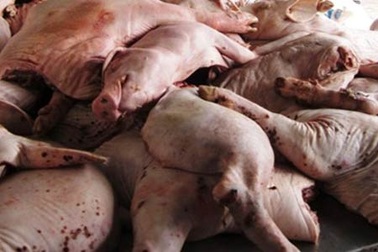 Thu giữ nửa tấn heo thối chở đi xử lý hóa chất