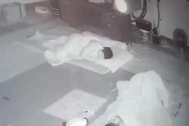 Rùng mình khoảnh khắc rắn độc trườn vào giường khi người đang ngủ