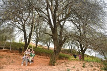 Vẻ đẹp như cổ tích của rừng hoa sơn tra cổ thụ lớn nhất Việt Nam