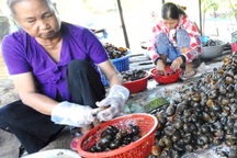 ĐBSCL: Lũ về… ra đồng bắt ốc bươu vàng kiếm bộn tiền