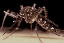 Virus sốt xuất huyết xâm nhập và tàn phá cơ thể con người như thế nào?