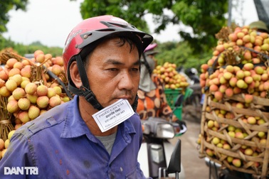 Nông dân Thanh Hà tấp nập chở vải đi bán, xếp hàng dài lấy số vào cân hàng