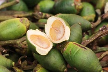 Trung Quốc thiếu hàng, chi gần 30 triệu USD gom mua cau Việt Nam