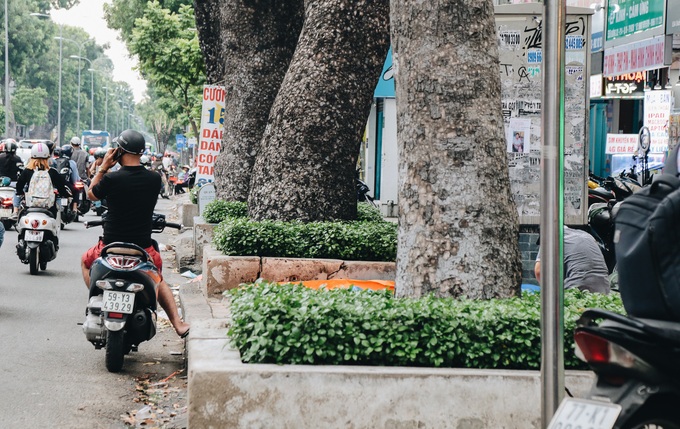 Sau vụ cây xanh bật gốc đè chết người: Vẫn còn nhiều cây đã già cỗi có rễ lộ thiên, nhánh vươn ra mặt đường ở Sài Gòn - Ảnh 11. Sau vụ cây xanh bật gốc đè chết người: Vẫn còn nhiều cây đã già cỗi có rễ lộ thiên, nhánh vươn ra mặt đường ở Sài Gòn - Ảnh 11.