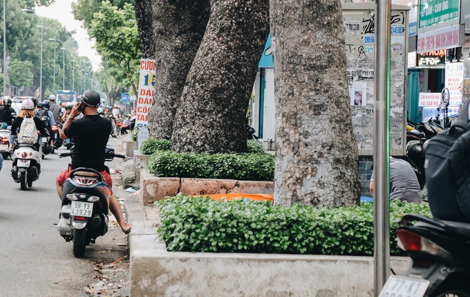 Sau vụ cây xanh bật gốc đè chết người: Vẫn còn nhiều cây đã già cỗi có rễ lộ thiên, nhánh vươn ra mặt đường ở Sài Gòn - Ảnh 11.