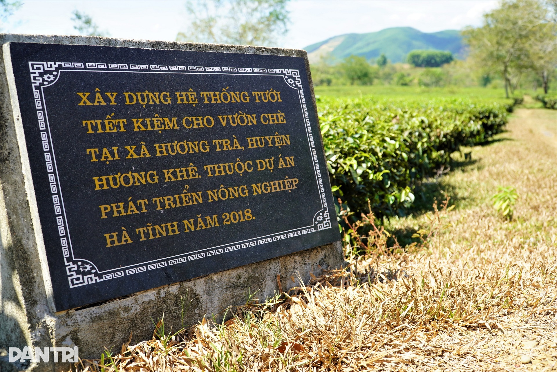 Chè héo úa hàng loạt vì nắng nóng, nông dân căng mình chống hạn - 9 Chè héo úa hàng loạt vì nắng nóng, nông dân căng mình chống hạn - 9