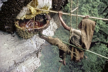Những người liều mình trên vách đá hàng trăm mét săn "mật ong điên"