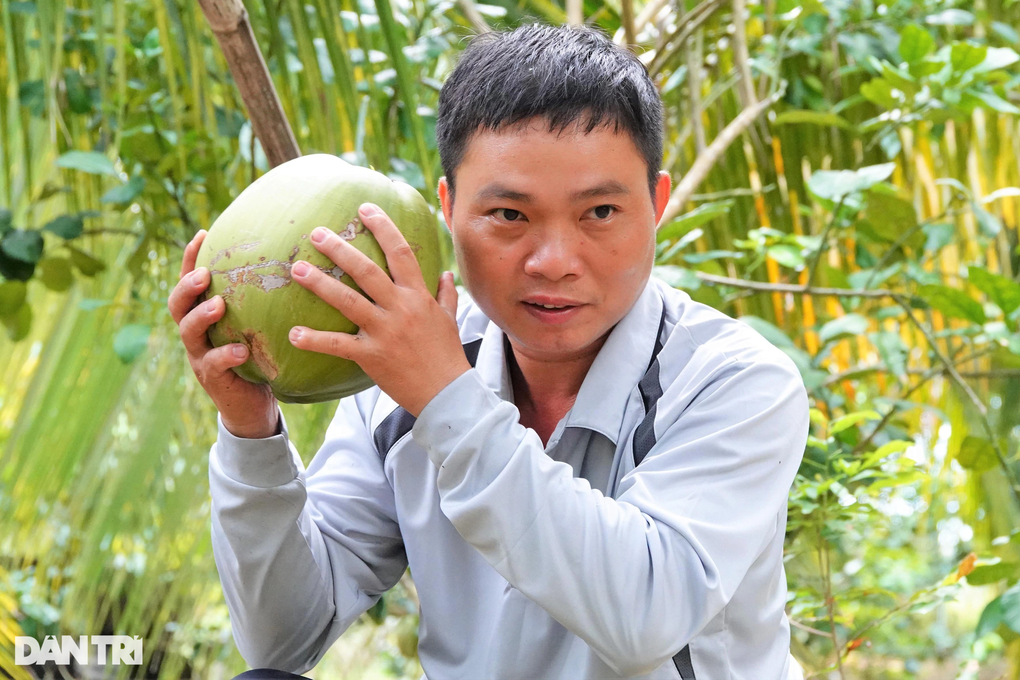 Trồng dừa ưa mặn trái nào cũng ra sáp, thành tỷ phú sau ít năm - 7 Trồng dừa ưa mặn trái nào cũng ra sáp, thành tỷ phú sau ít năm - 7