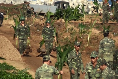 Mang lại màu xanh mùa xuân đến huyện đảo Lý Sơn