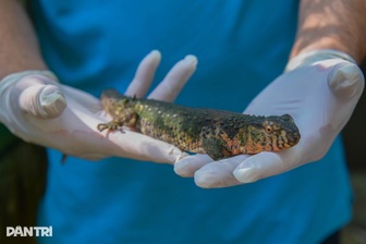 Cận cảnh loài thằn lằn cá sấu ở Việt Nam, có mặt từ thời khủng long