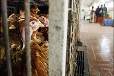 Cúm gà đang bùng phát tại một số làng ở Nga