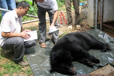 Tự nguyện bàn giao 5 con gấu về vườn quốc gia Tam Đảo
