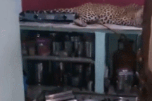 Dân làng kinh hãi phát hiện báo đốm nằm giữa nhà