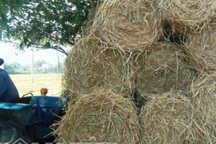 Gom rơm bán 20.000 đồng/cuộn, thu chục triệu mỗi ngày