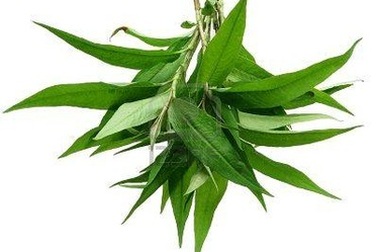 Rau răm có thực sự là "kẻ thù" của tình dục?