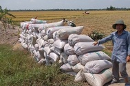 Giá lúa bất ngờ giảm sâu, thương lái bỏ cọc, nông dân “chết đứng” 