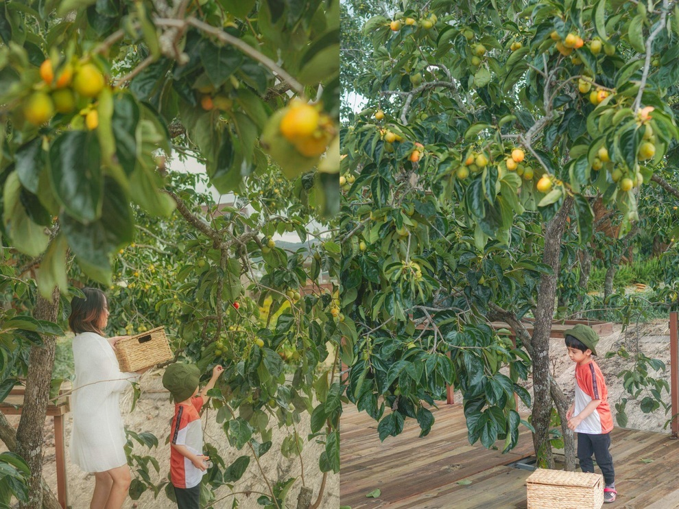 Vườn hồng trĩu quả giữa Đà Lạt của vợ chồng bỏ phố về núi - 8 Vườn hồng trĩu quả giữa Đà Lạt của vợ chồng bỏ phố về núi - 8