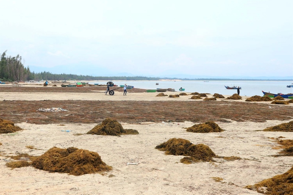 Liều mưu sinh dưới đáy biển sâu, người hái rong mơ kiếm tiền triệu mỗi ngày - 6 Liều mưu sinh dưới đáy biển sâu, người hái rong mơ kiếm tiền triệu mỗi ngày - 6